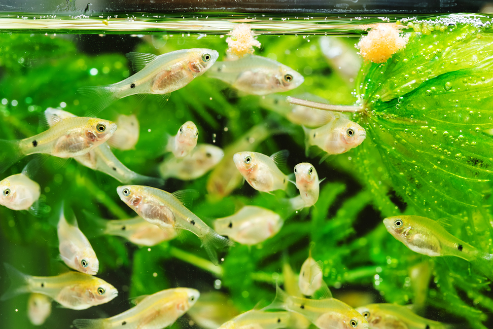 what can i feed my fish if i ran out of fish food
