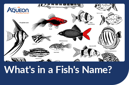 Aqueon Blog What's In A Fish's Name