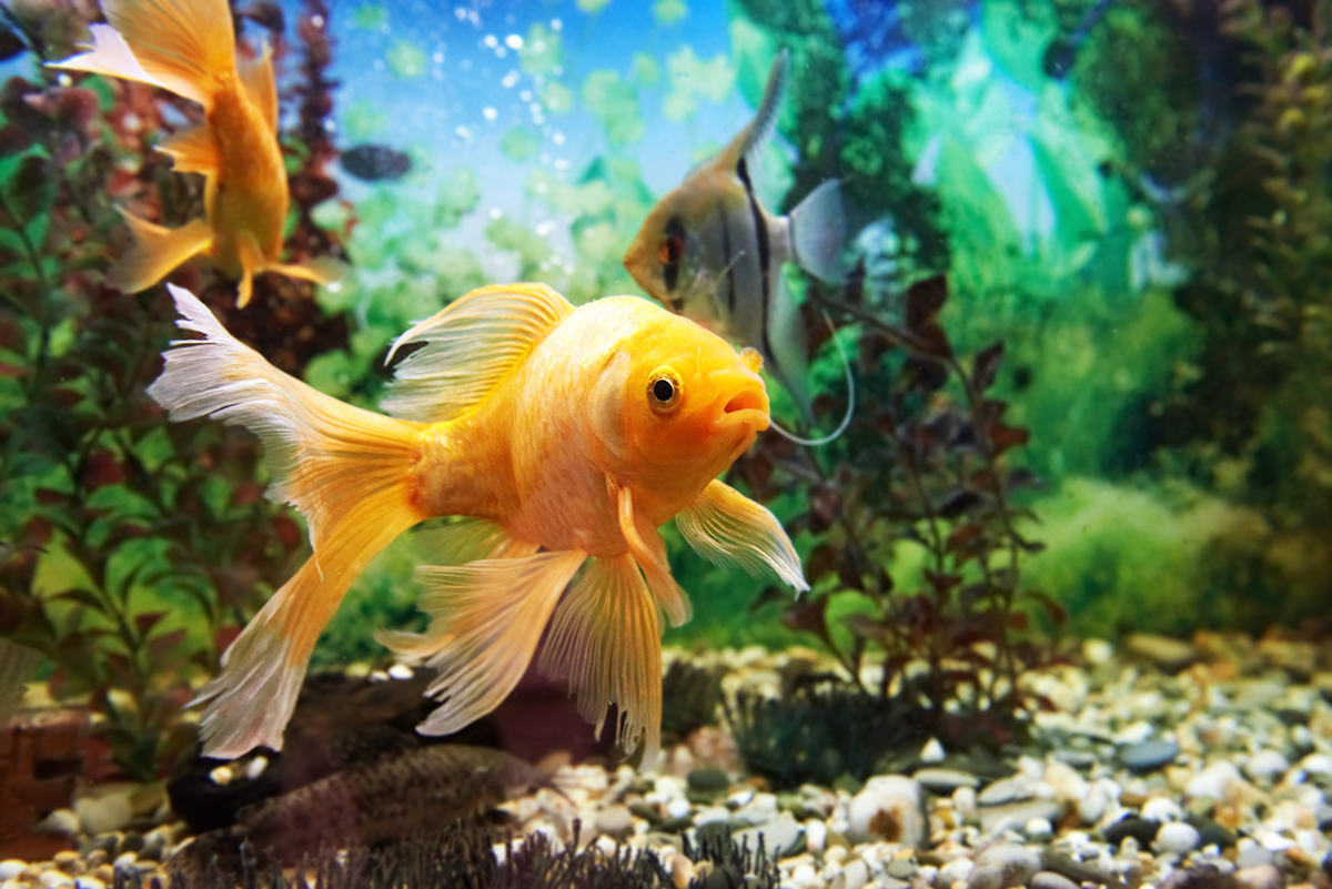 Beautiful fish tanks shop