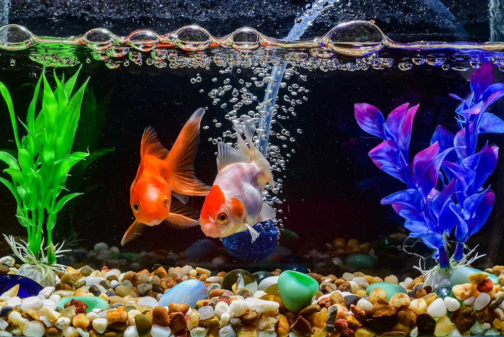 Why is testing aquarium water important