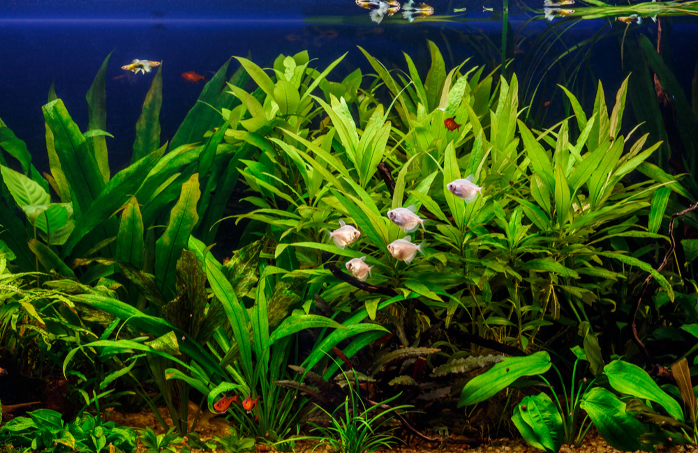 Why Is the Nitrogen 3