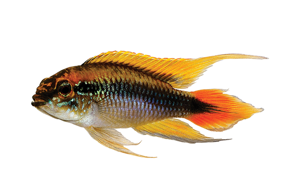 dwarf south American cichlid with yellow fins