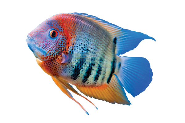 brightly multi-colored cichlid