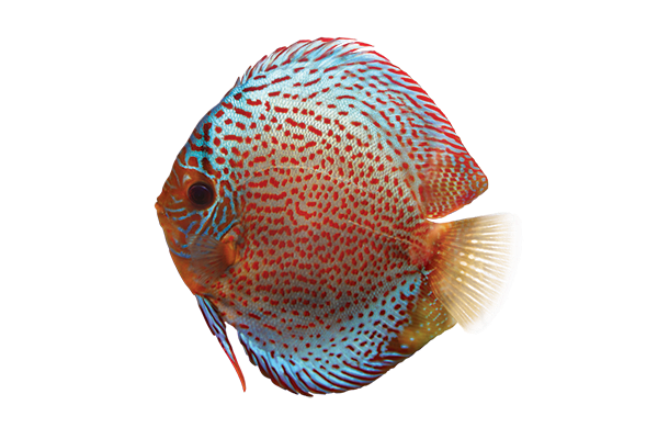 spotted discus fish