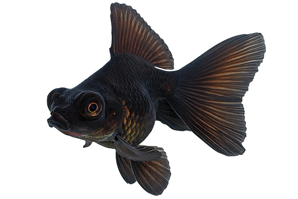 black goldfish