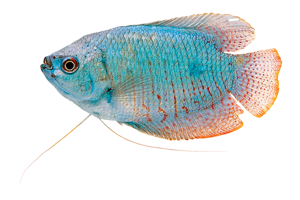 blue gourami