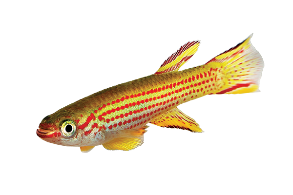 Killifish Care Guide