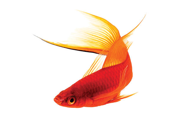 orange swordtail fish