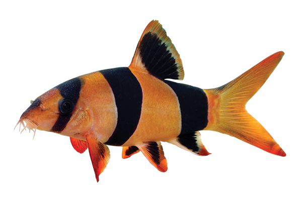 clown loach with black stripes