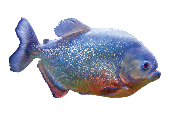 piranha