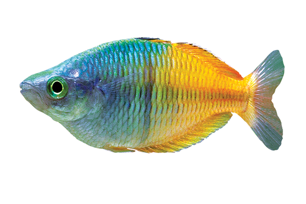 Boesemani Rainbow fish