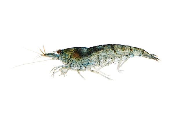 freshwater shrimp