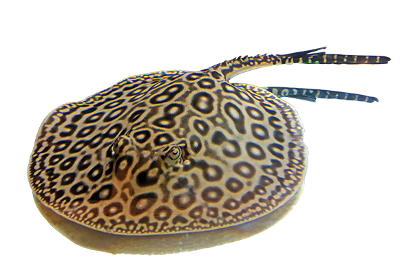 stingray