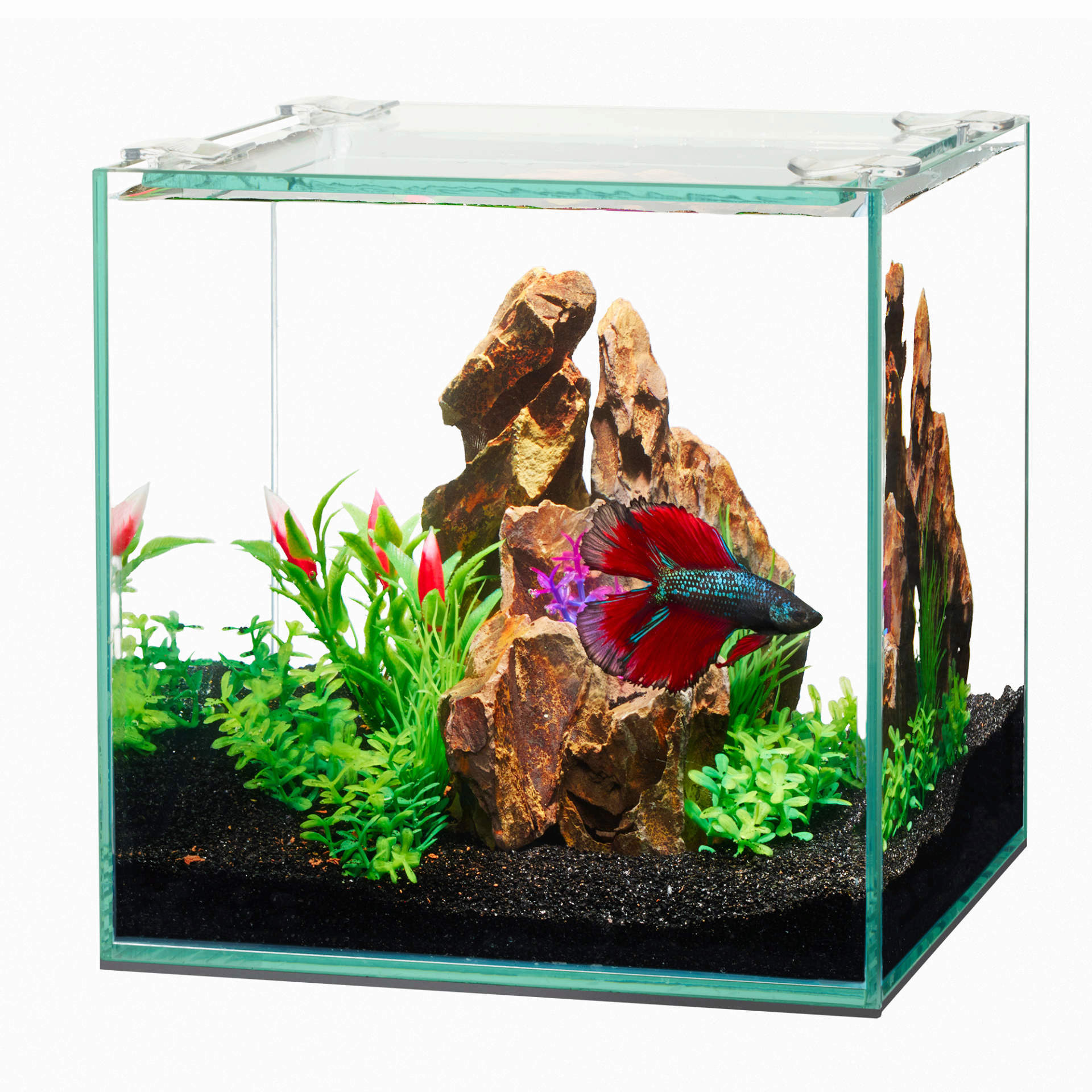 Aqueon Frameless Cube Aquarium Front Live
