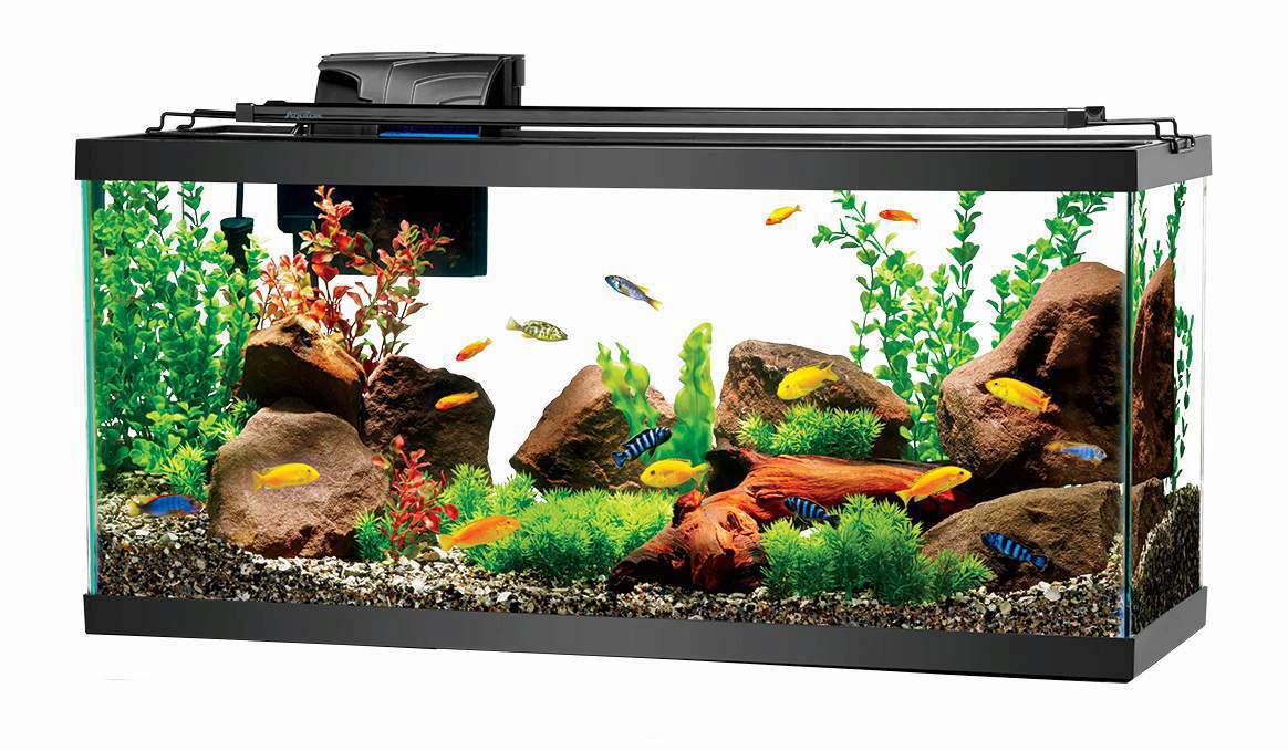 How to Choose and Feed Freshwater Aquarium Fish - Aquarium Connection