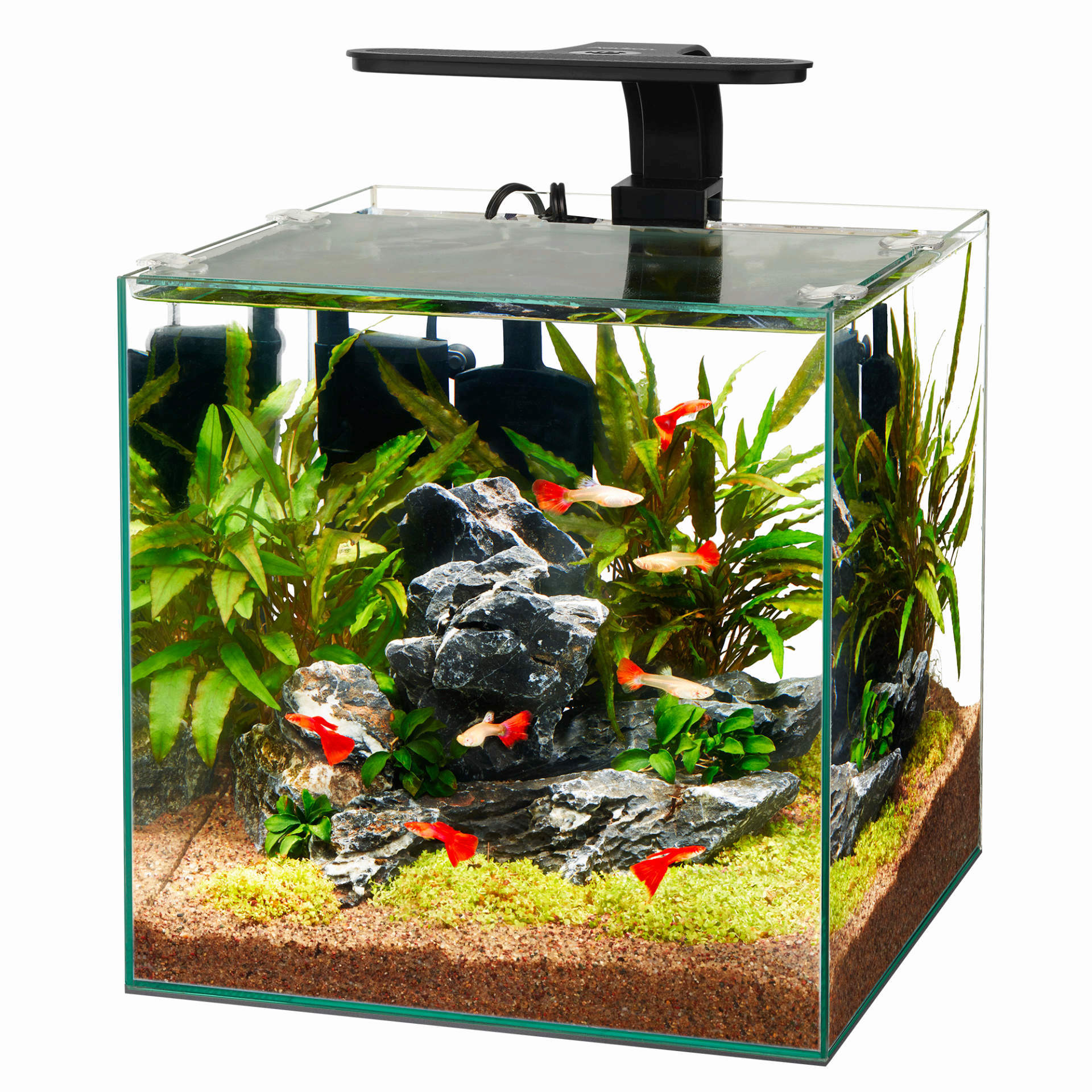 Aqueon frameless sale cube