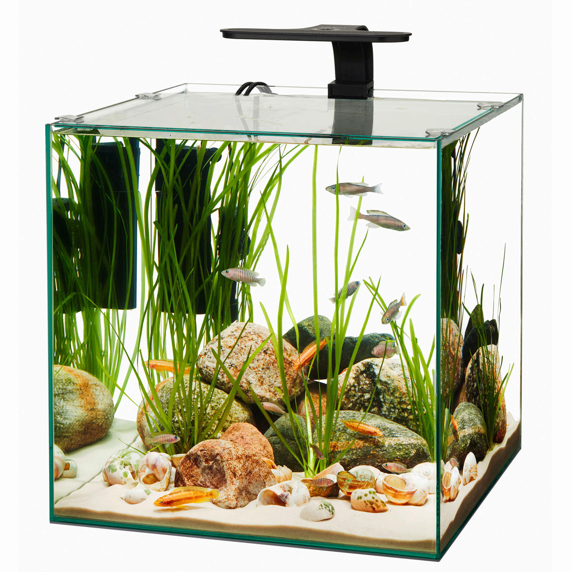 Aqueon frameless sale cube